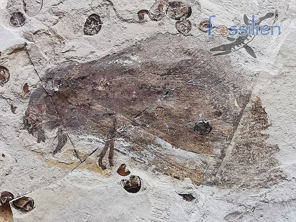 Moth fossil from Lower Cretaceous