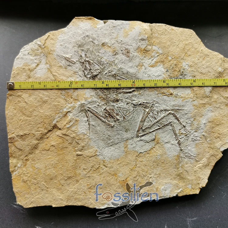 Complete Bird skeleton Fossil