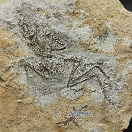 Complete Bird skeleton Fossil