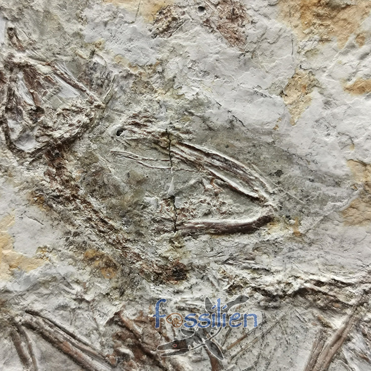 Complete Bird skeleton Fossil