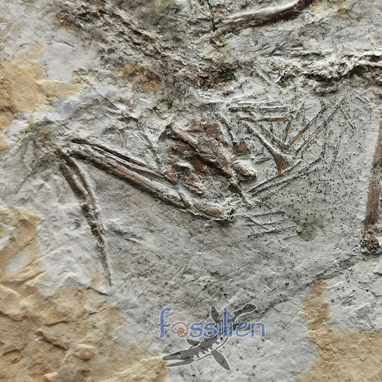 Complete Bird skeleton Fossil