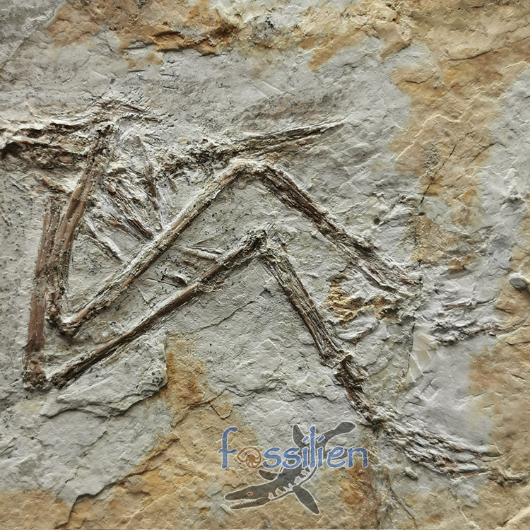 Complete Bird skeleton Fossil