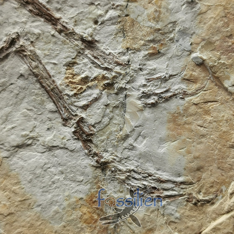 Complete Bird skeleton Fossil