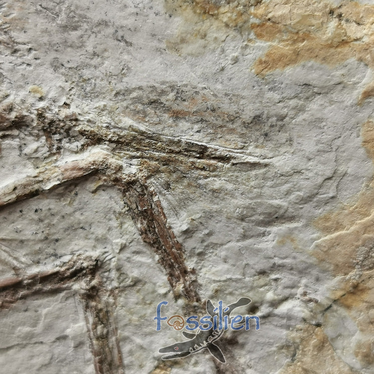 Complete Bird skeleton Fossil