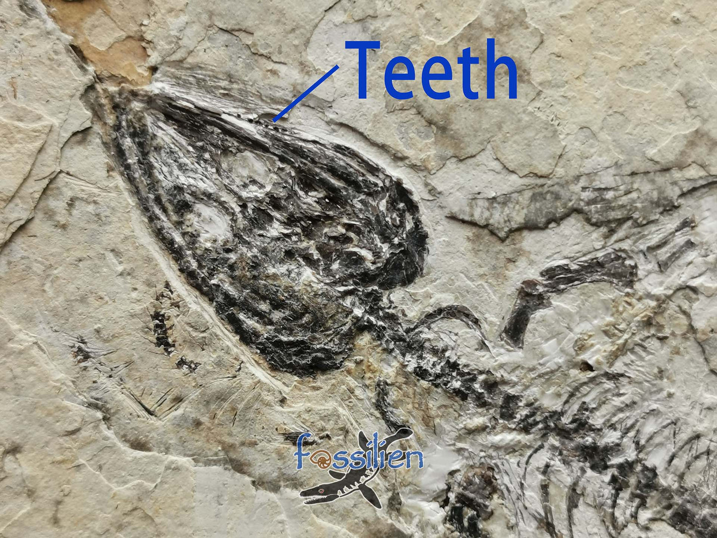 Rare Monjurosuchus from Early Cretaceous - 23×23×1 cm