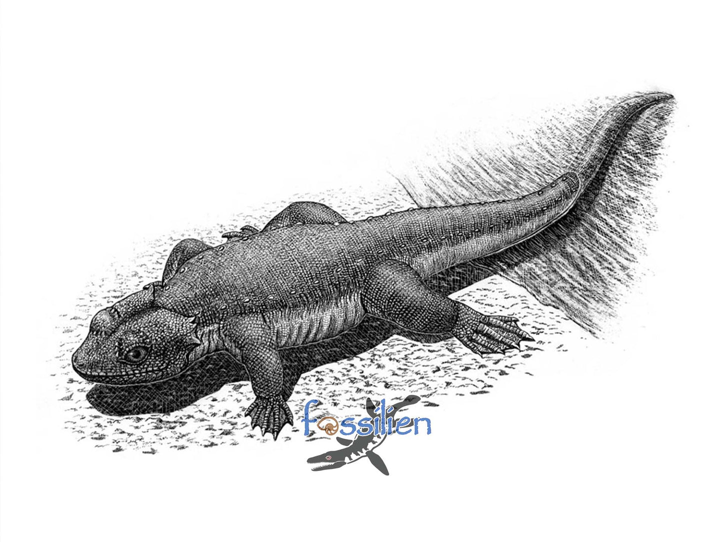 Rare Monjurosuchus from Early Cretaceous - 23×23×1 cm