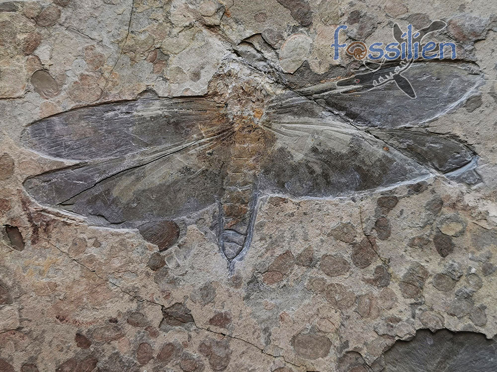 Dragonfly Fossil - Chrysogomphus beipiaoensis