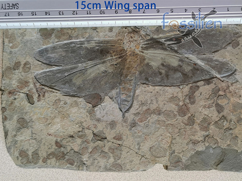 Dragonfly Fossil - Chrysogomphus beipiaoensis