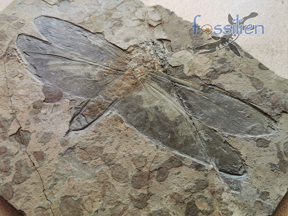 Dragonfly Fossil - Chrysogomphus beipiaoensis