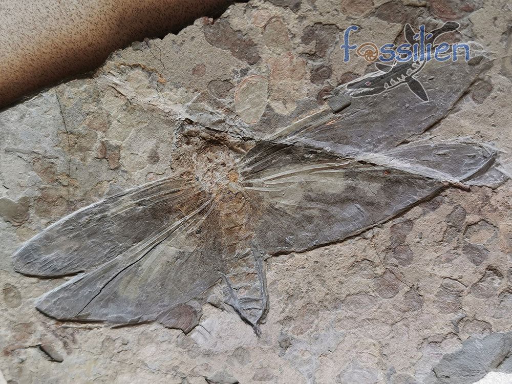 Dragonfly Fossil - Chrysogomphus beipiaoensis