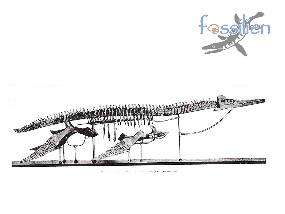 Extremely Rare Plesiosaurus skeleton