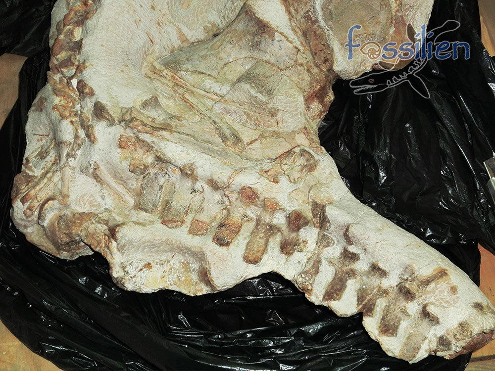 Extremely Rare Plesiosaurus skeleton