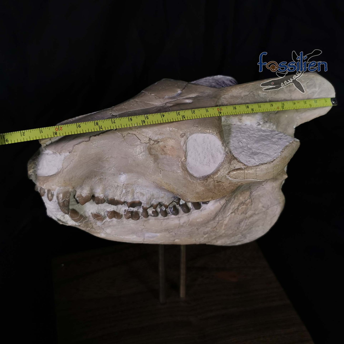 Museum Grade Oreodont (Eporeodon) Skull - South Dakota