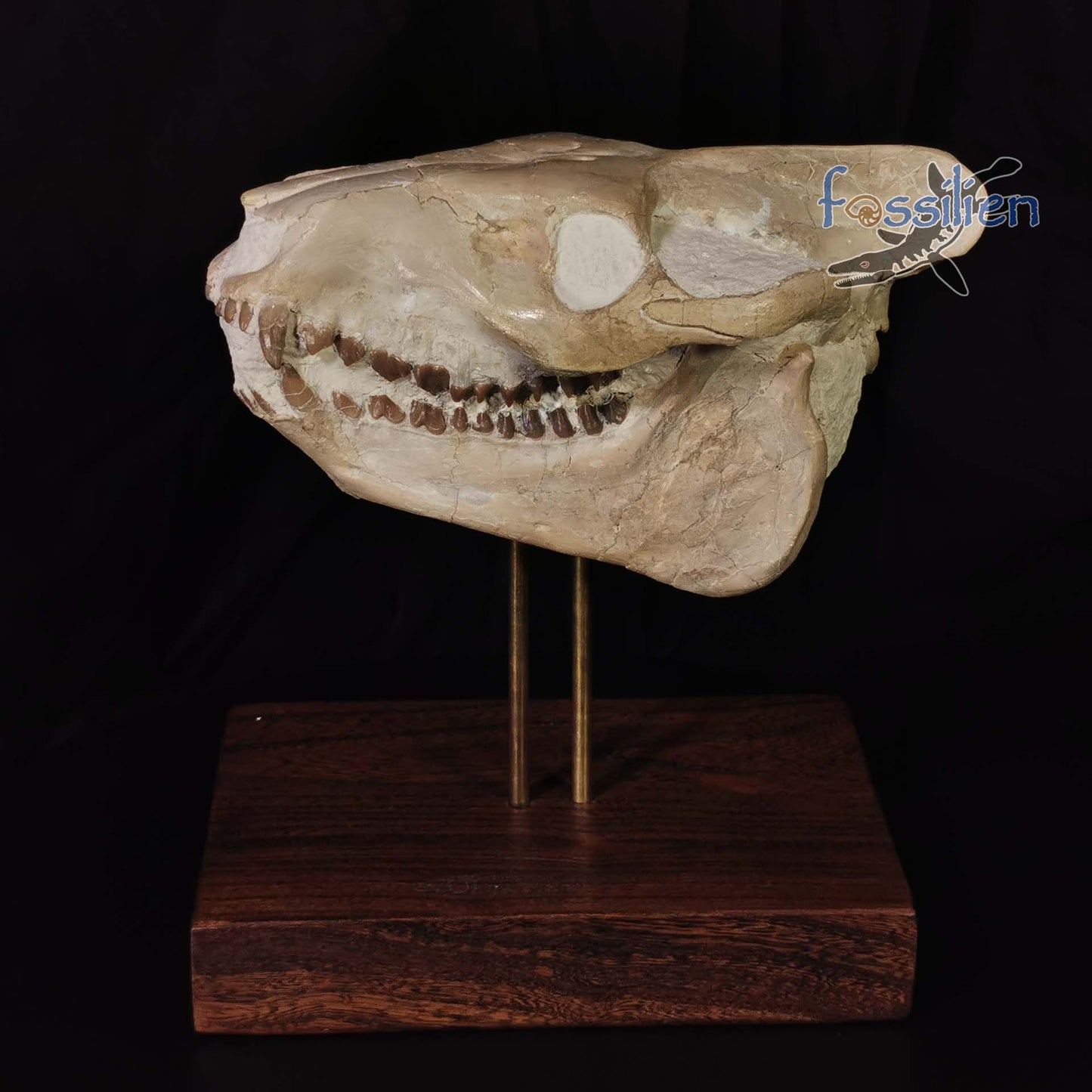 Museum Grade Oreodont (Eporeodon) Skull - South Dakota