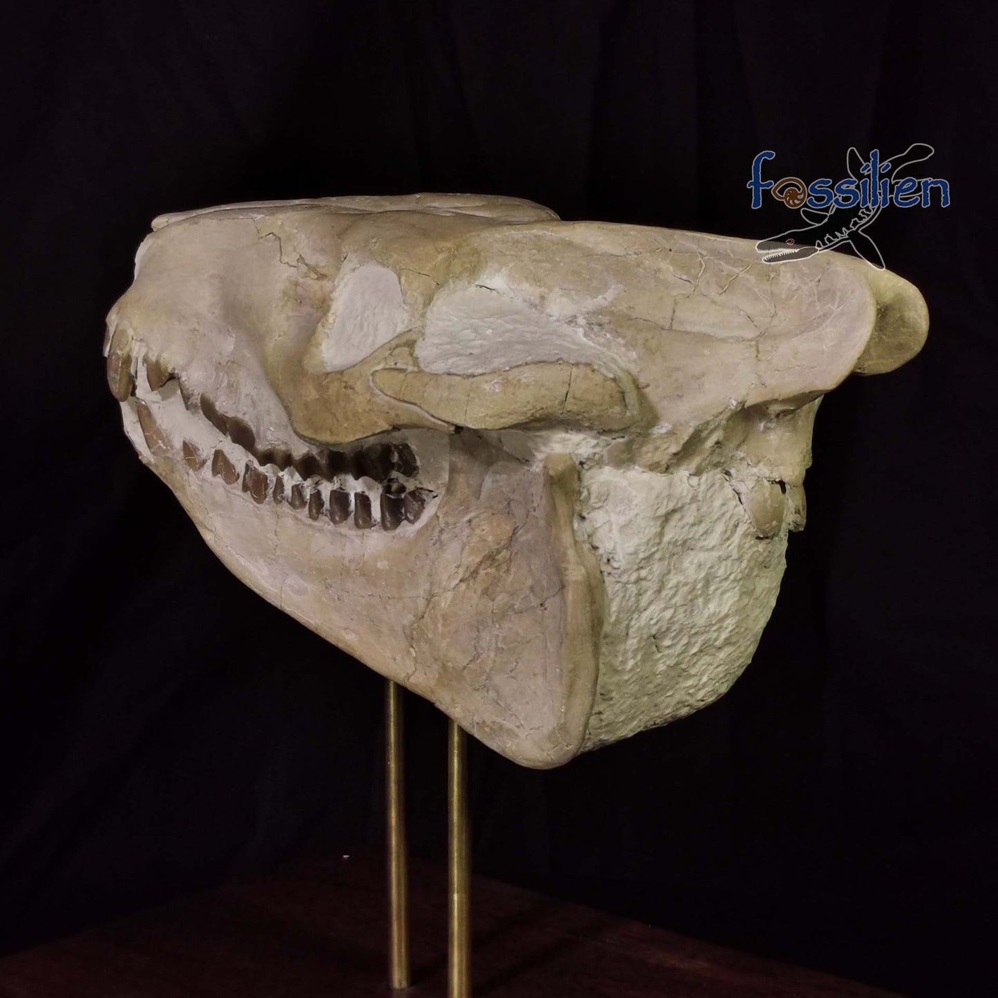 Museum Grade Oreodont (Eporeodon) Skull - South Dakota