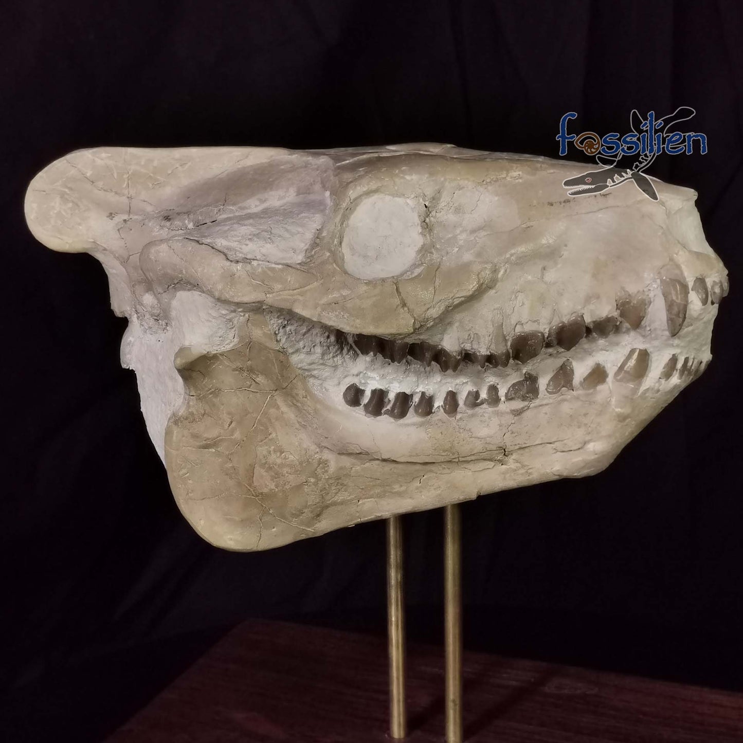 Museum Grade Oreodont (Eporeodon) Skull - South Dakota