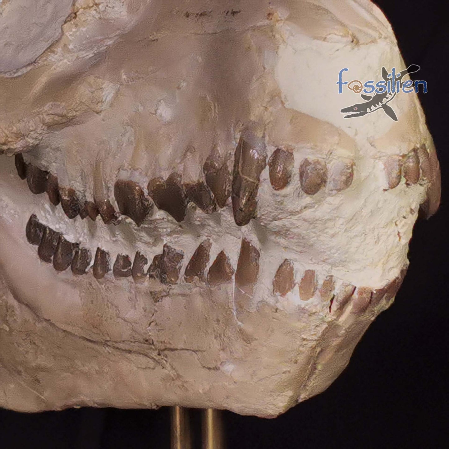 Museum Grade Oreodont (Eporeodon) Skull - South Dakota