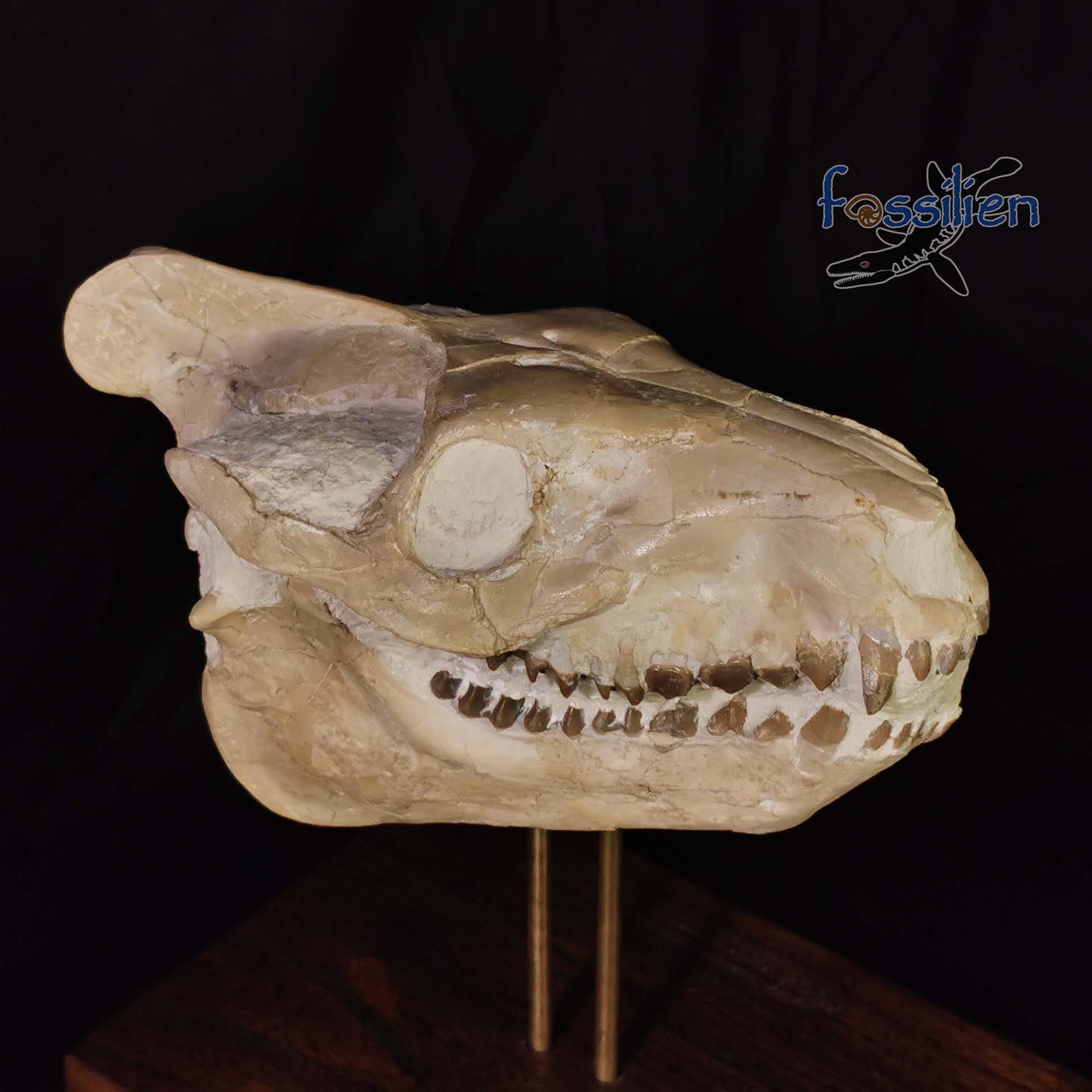 Museum Grade Oreodont (Eporeodon) Skull - South Dakota