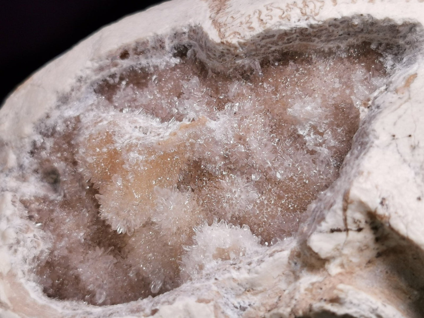 Museum Grade Crystal Goat Skull Fossil