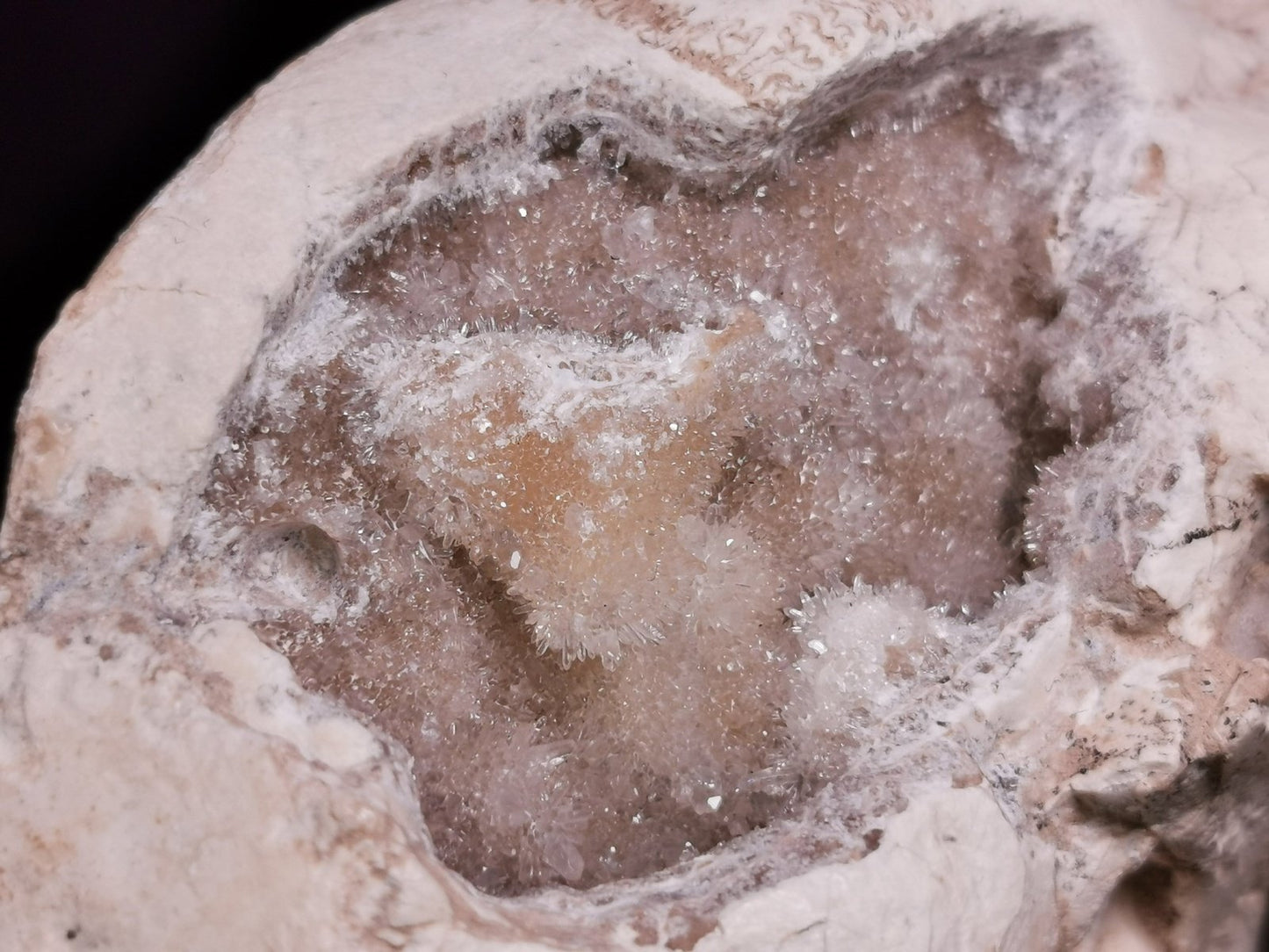 Museum Grade Crystal Goat Skull Fossil