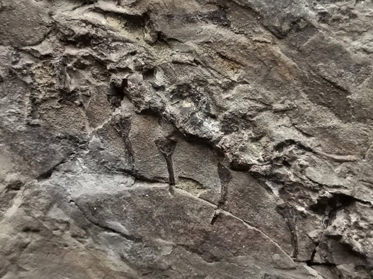 Salamander Fossil skeleton with Skin from lower Cretaceous - 360×210×7 mm