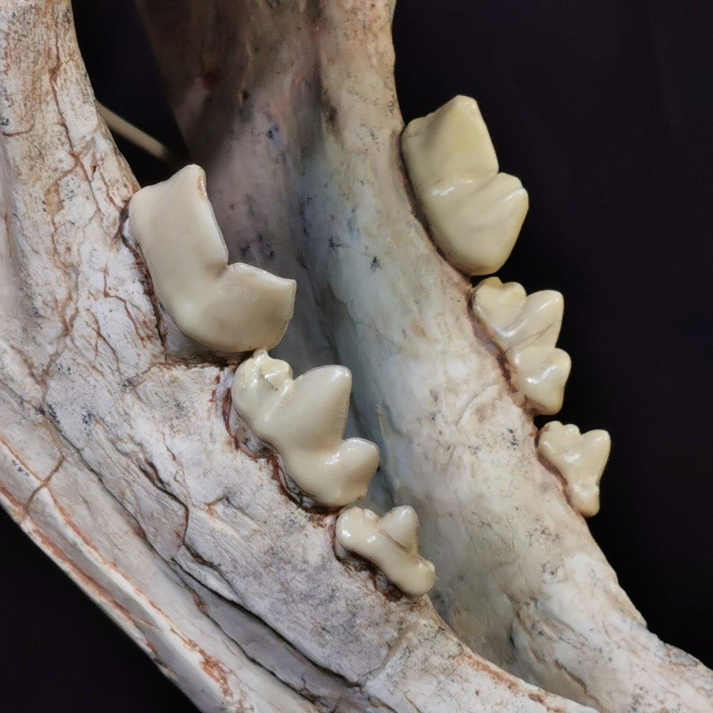 Large Saber Toothed Cat Skull Fossil - Machairodus Giganteus