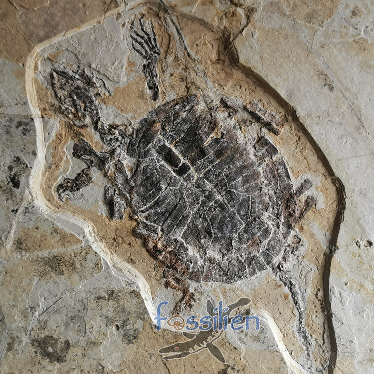 Grad Turtle Museum grade large size turtle from lower cretaceous – Fossilien Company