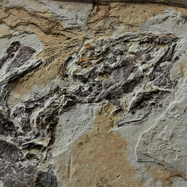 Museum grade large size turtle from lower cretaceous