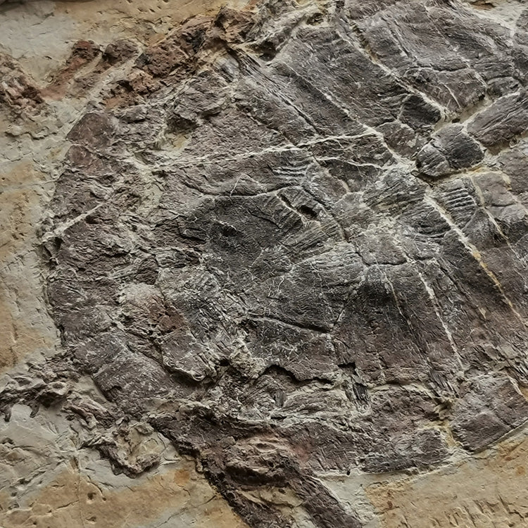 Museum grade large size turtle from lower cretaceous