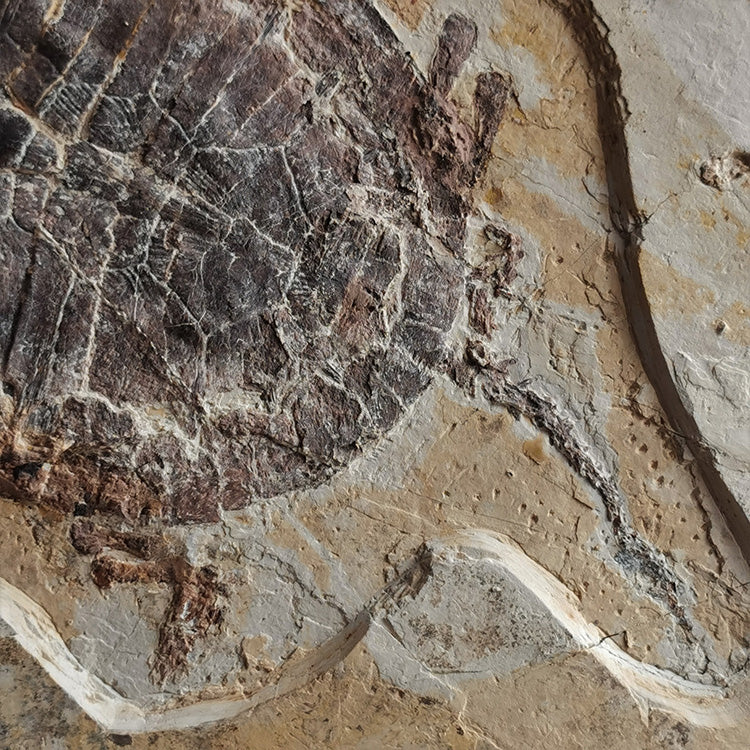 Museum grade large size turtle from lower cretaceous