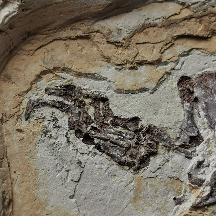 Museum grade large size turtle from lower cretaceous