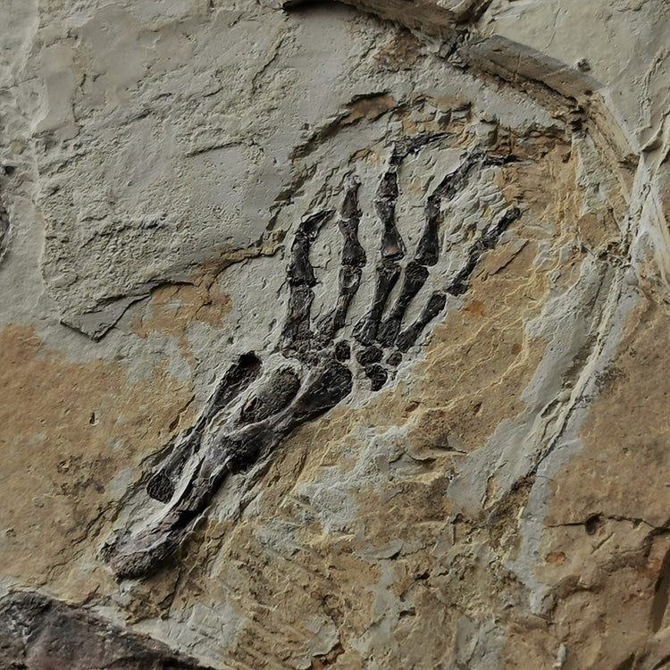 Museum grade large size turtle from lower cretaceous