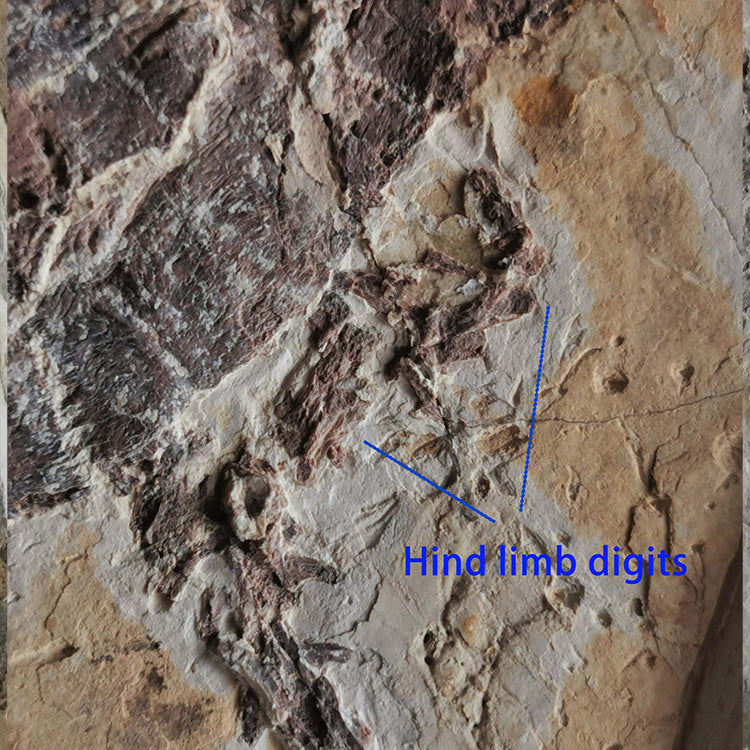 Museum grade large size turtle from lower cretaceous