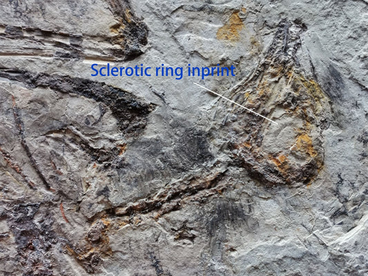 Extremely Rare Bird skeleton Fossil - 180×130×6 mm