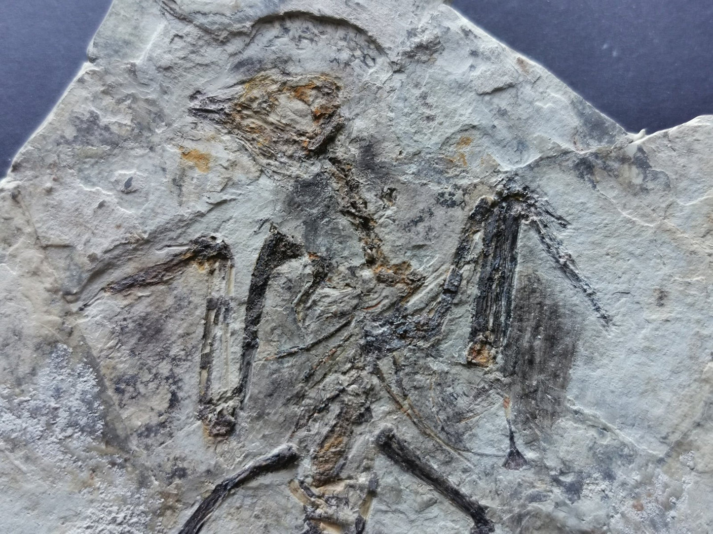 Extremely Rare Bird skeleton Fossil - 180×130×6 mm