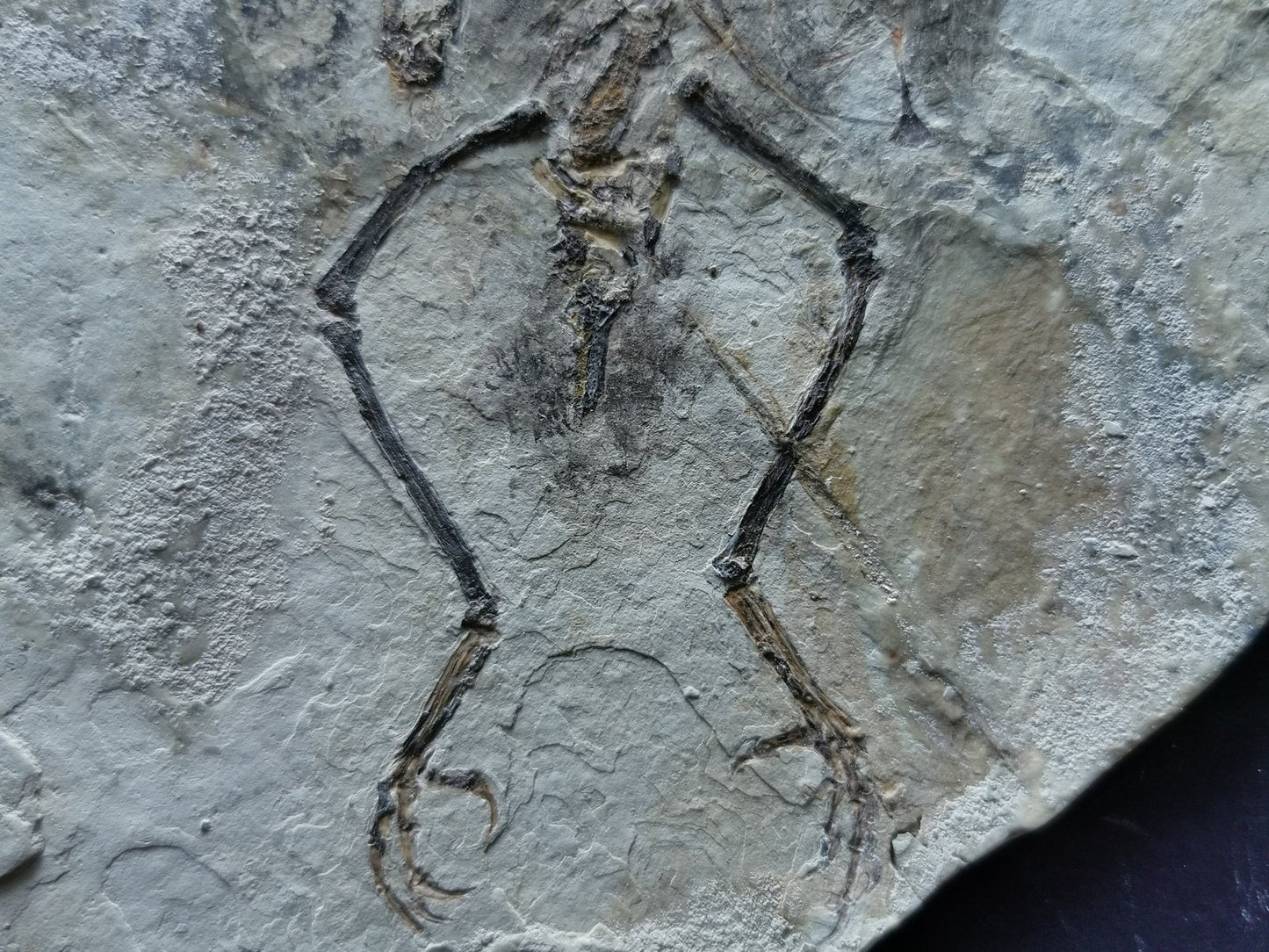 Extremely Rare Bird skeleton Fossil - 180×130×6 mm