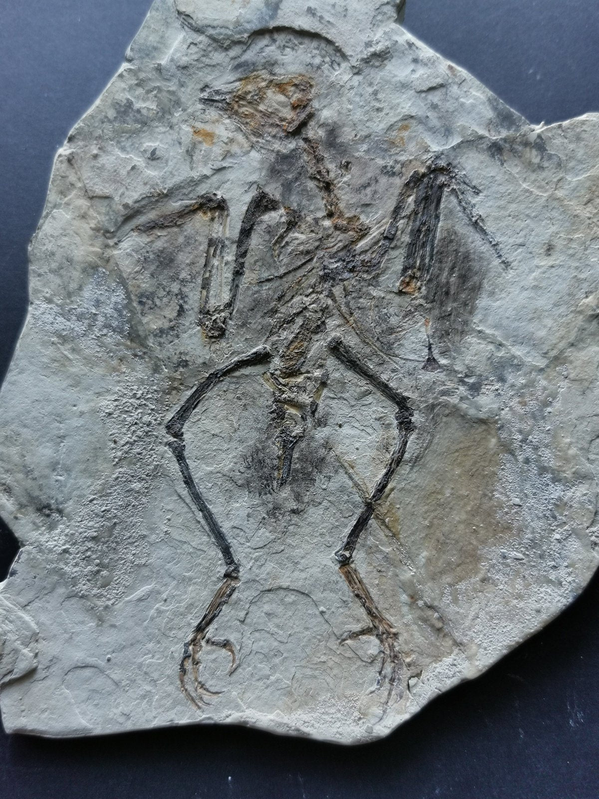 Extremely Rare Bird skeleton Fossil - 180×130×6 mm